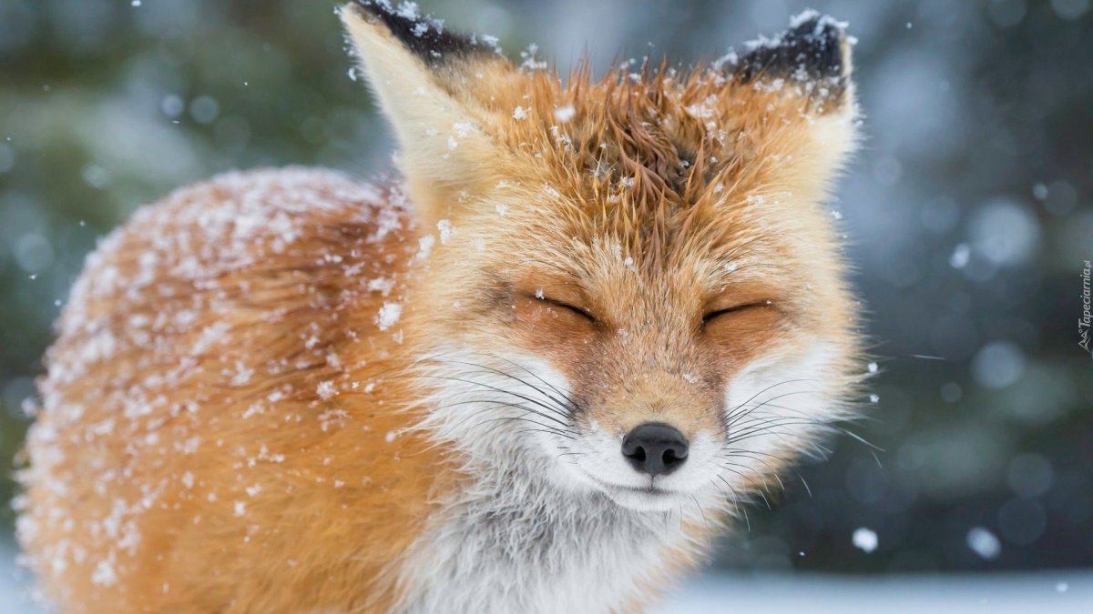 Анадырская обыкновенная лисица