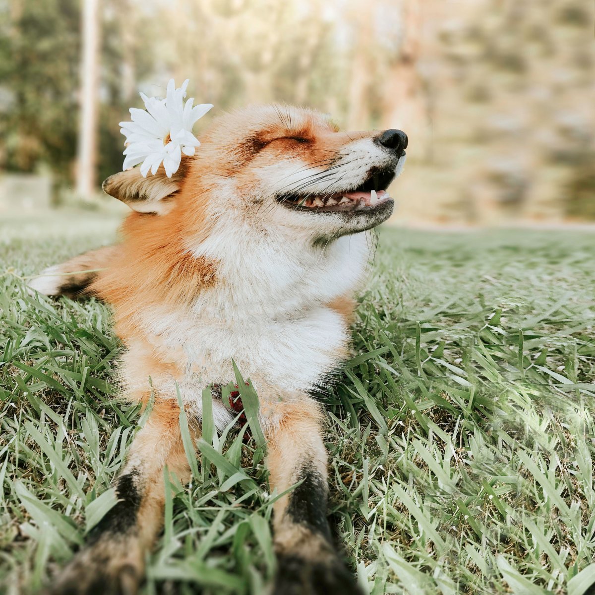 Добрый Лисенок