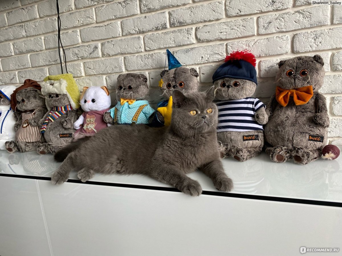 Кот Ярика Басик