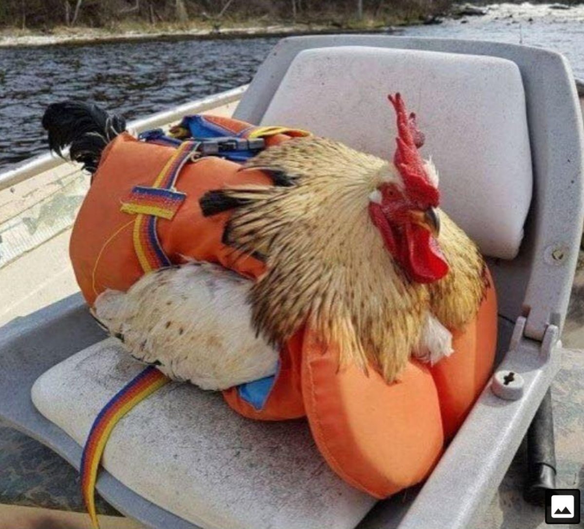 Курица в очках