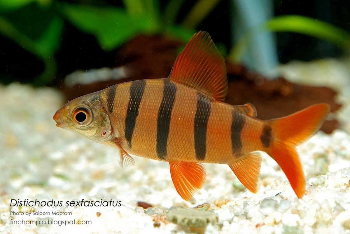 Барбус шестиполосый
