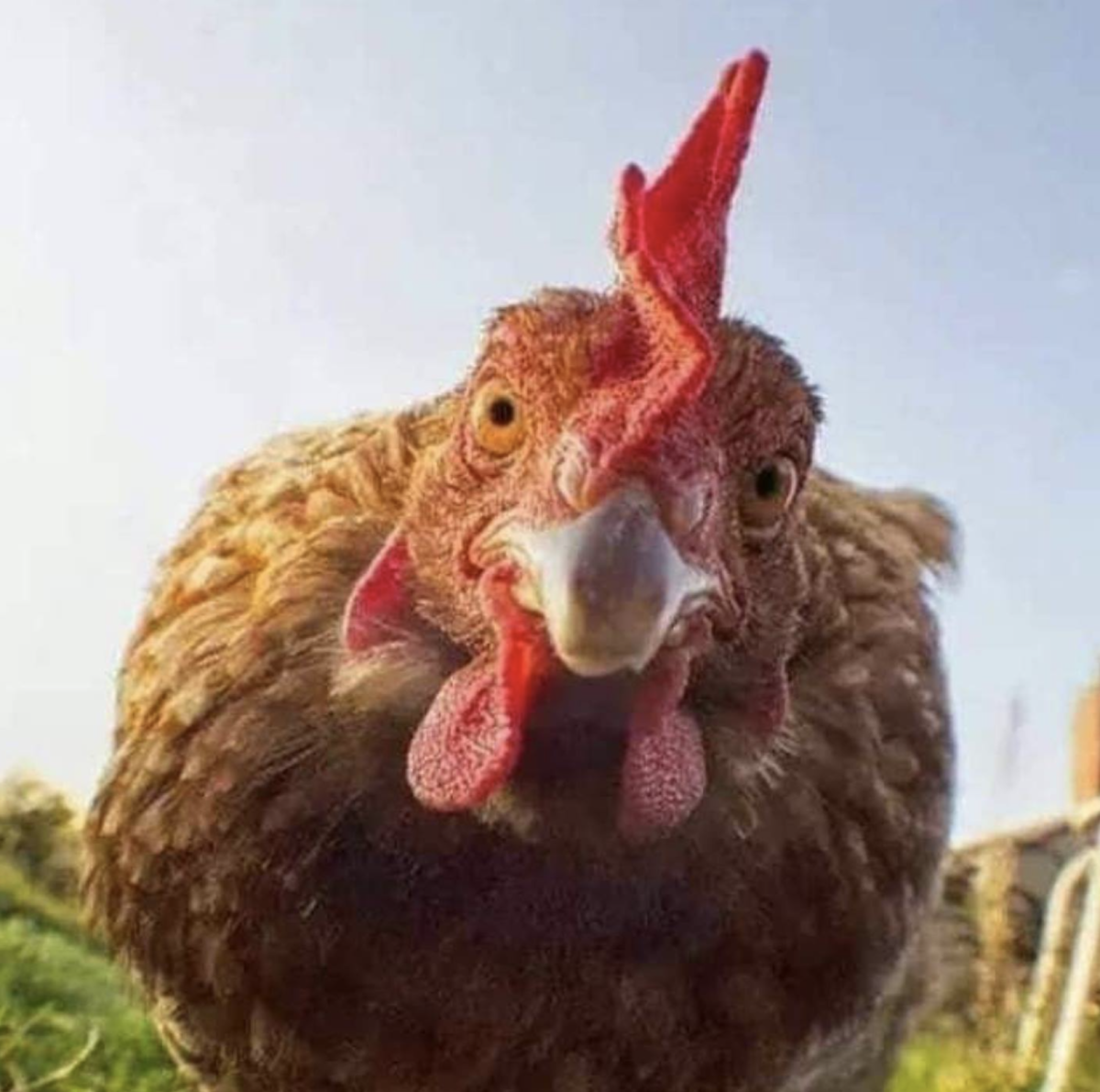 Злая курица