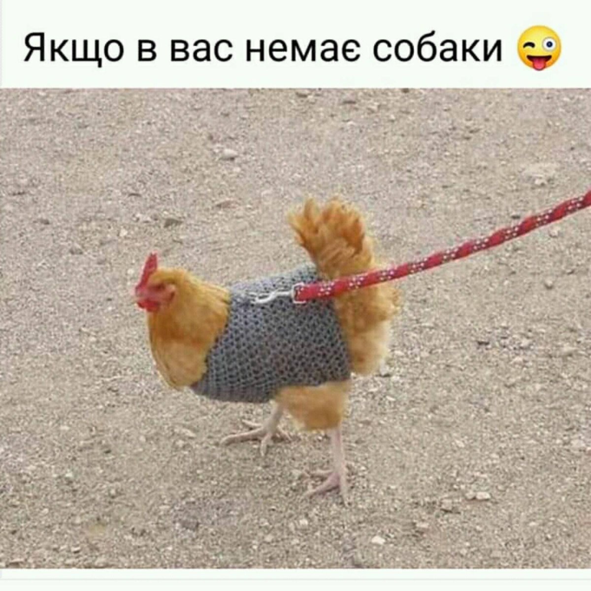 Человек курица