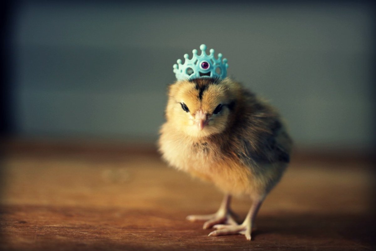 Пинает петуха