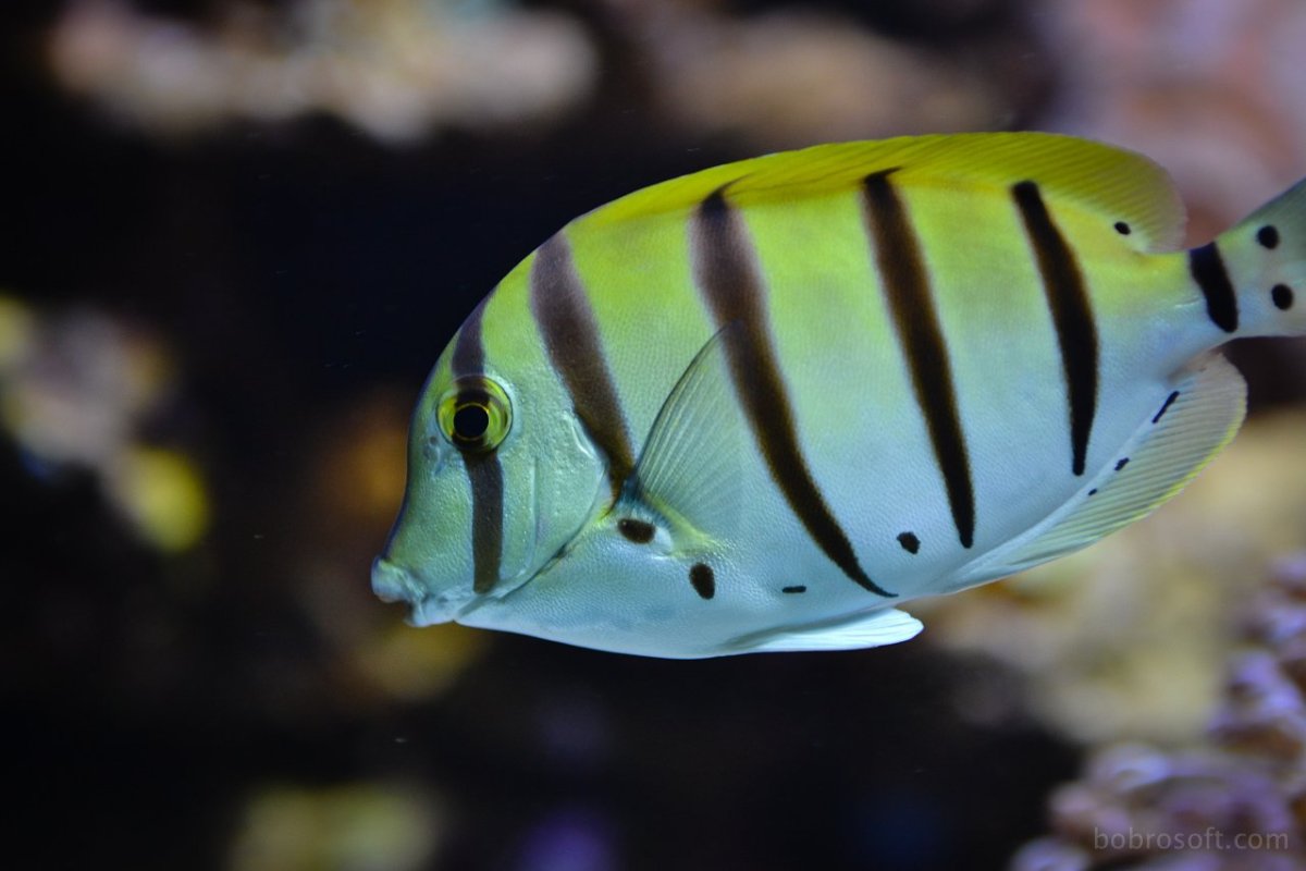 Обыкновенная длиннорылая рыба-бабочка