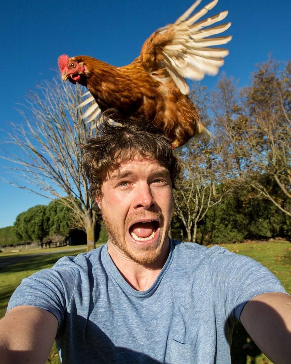 Пушистая курица