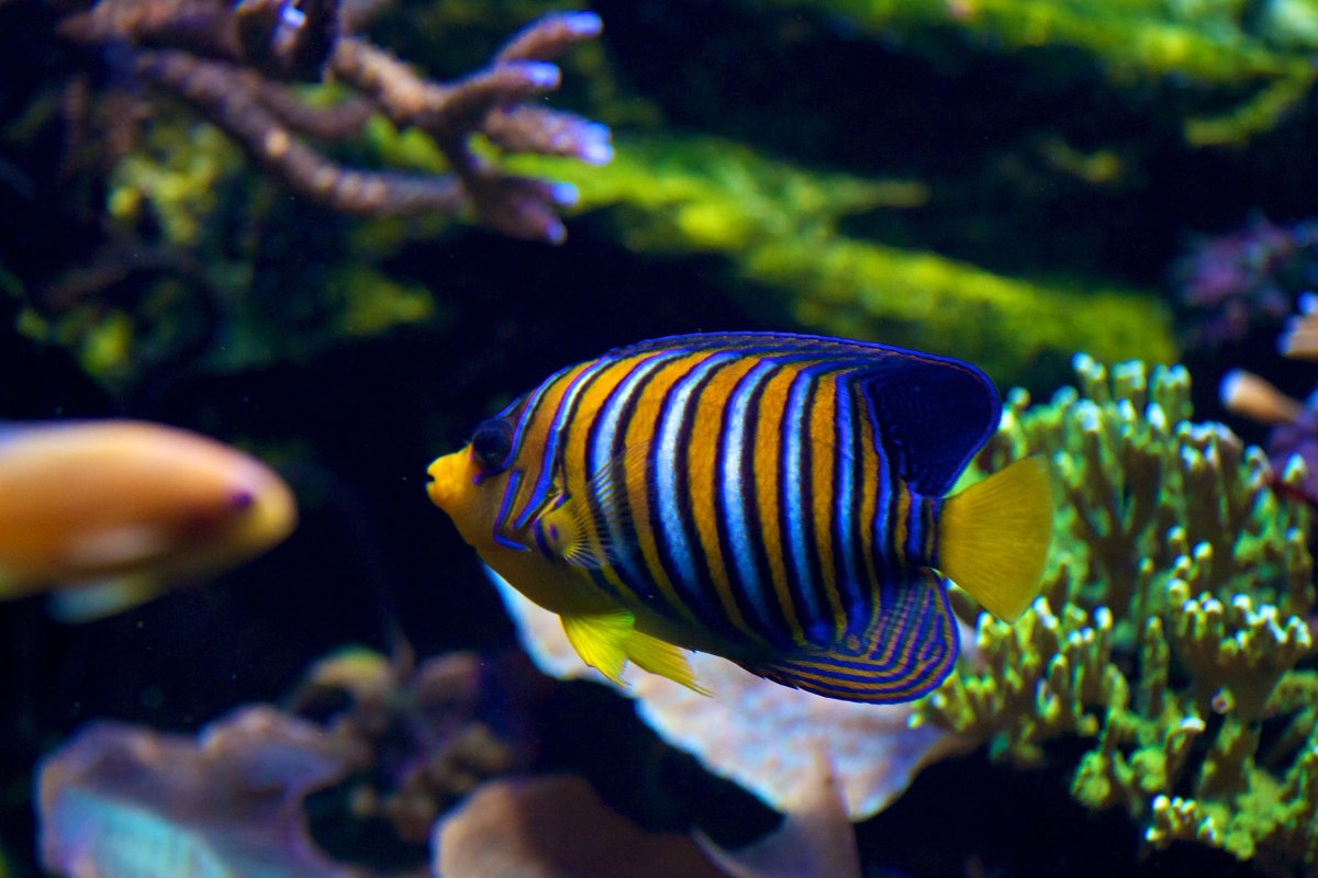 Полосатики рыбки