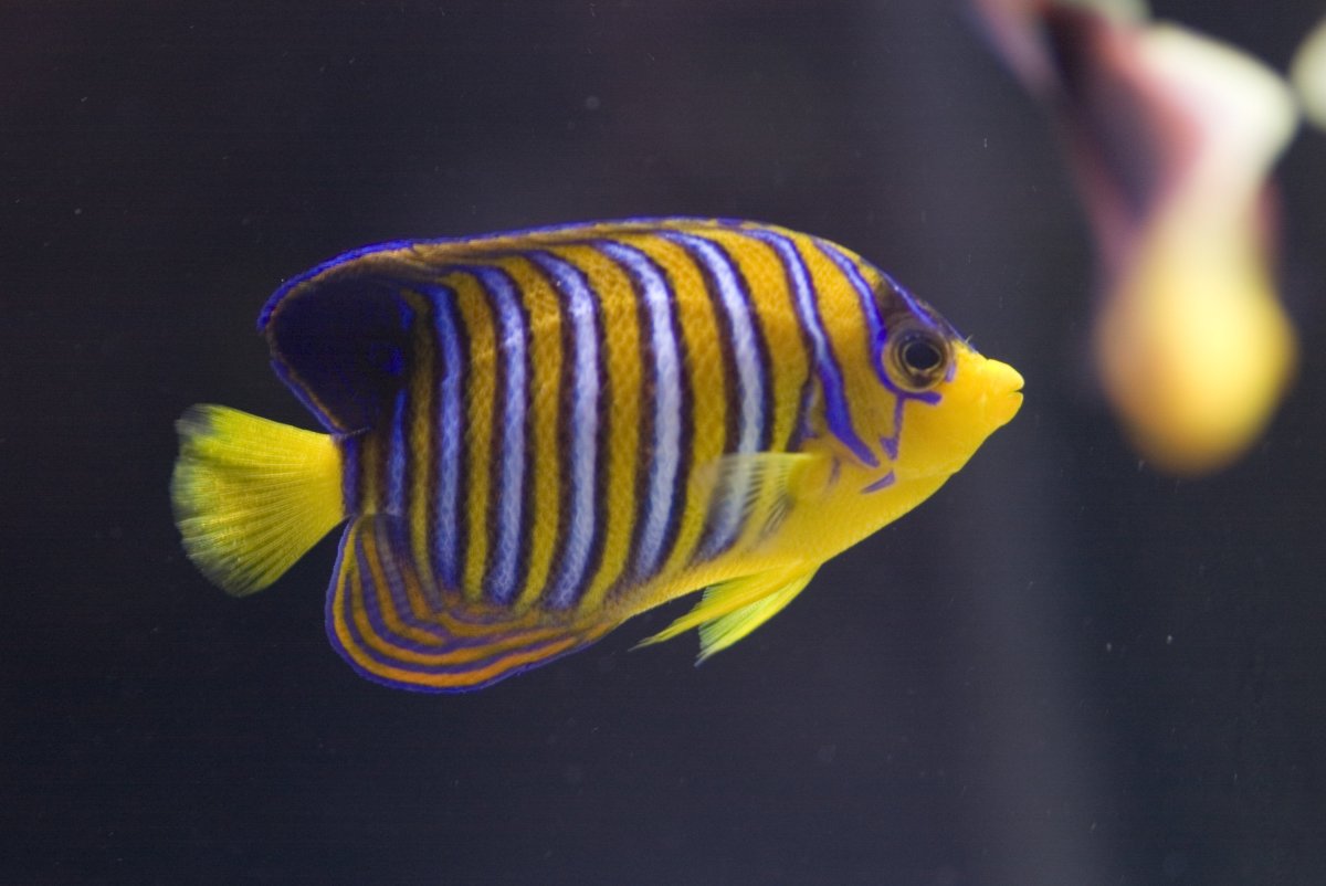 Royal Angelfish