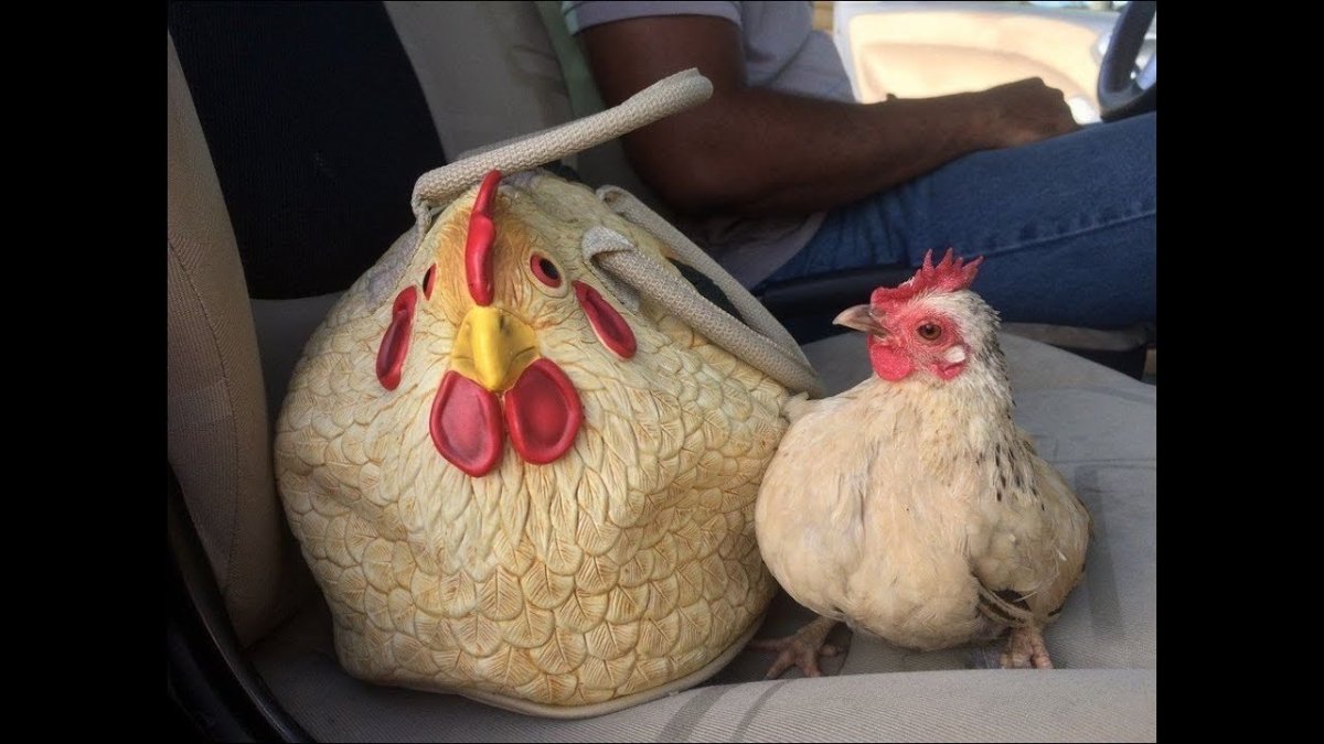 Прикольные куры