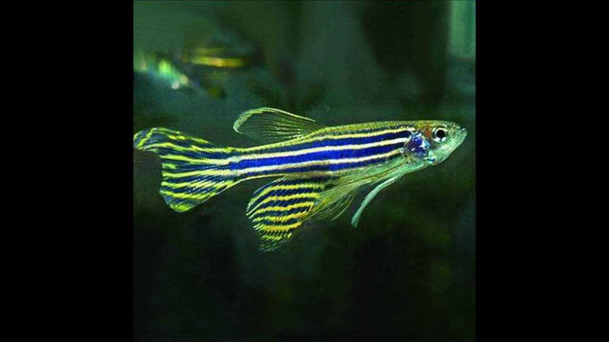 Данио рерио