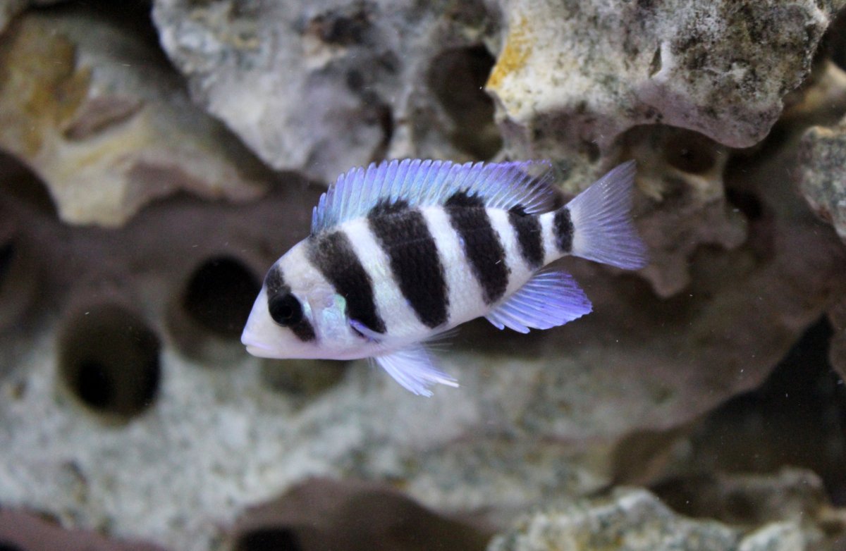 Cichlid-Frontosa #