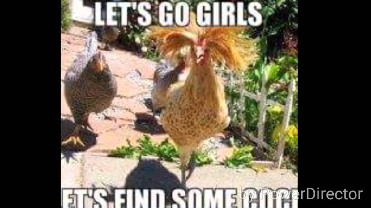 Длинная курица Мем