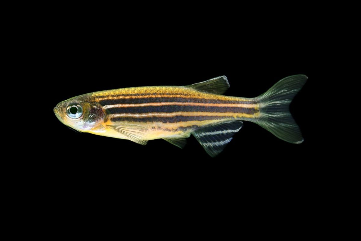 Полосатик рыба аквариумная