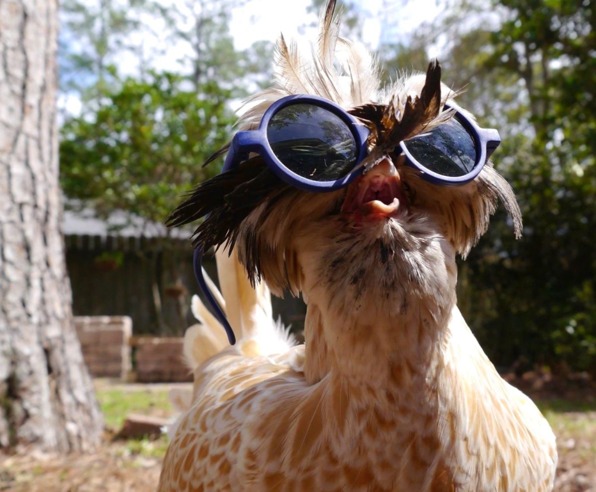 Мемы с курицей