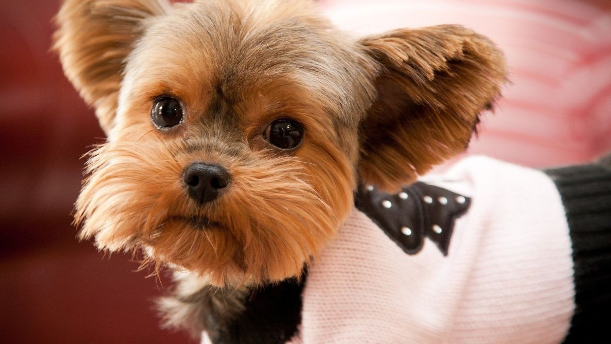 Йоркширский терьер мордочка