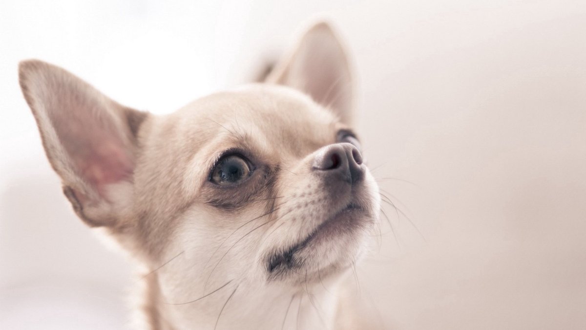Курносый чихуахуа