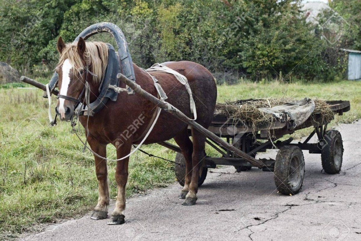 Лошадь запряженная в телегу