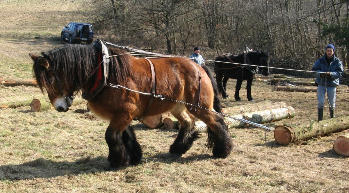 Голландская Ломовая лошадь