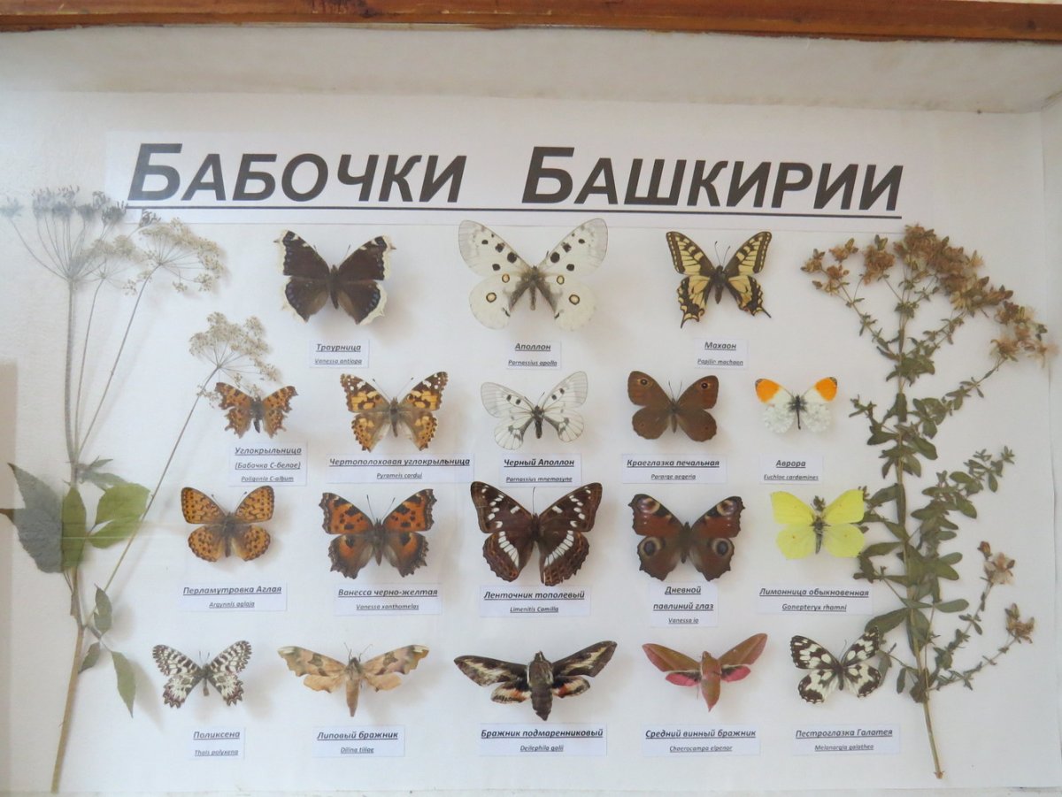 Название бабочек