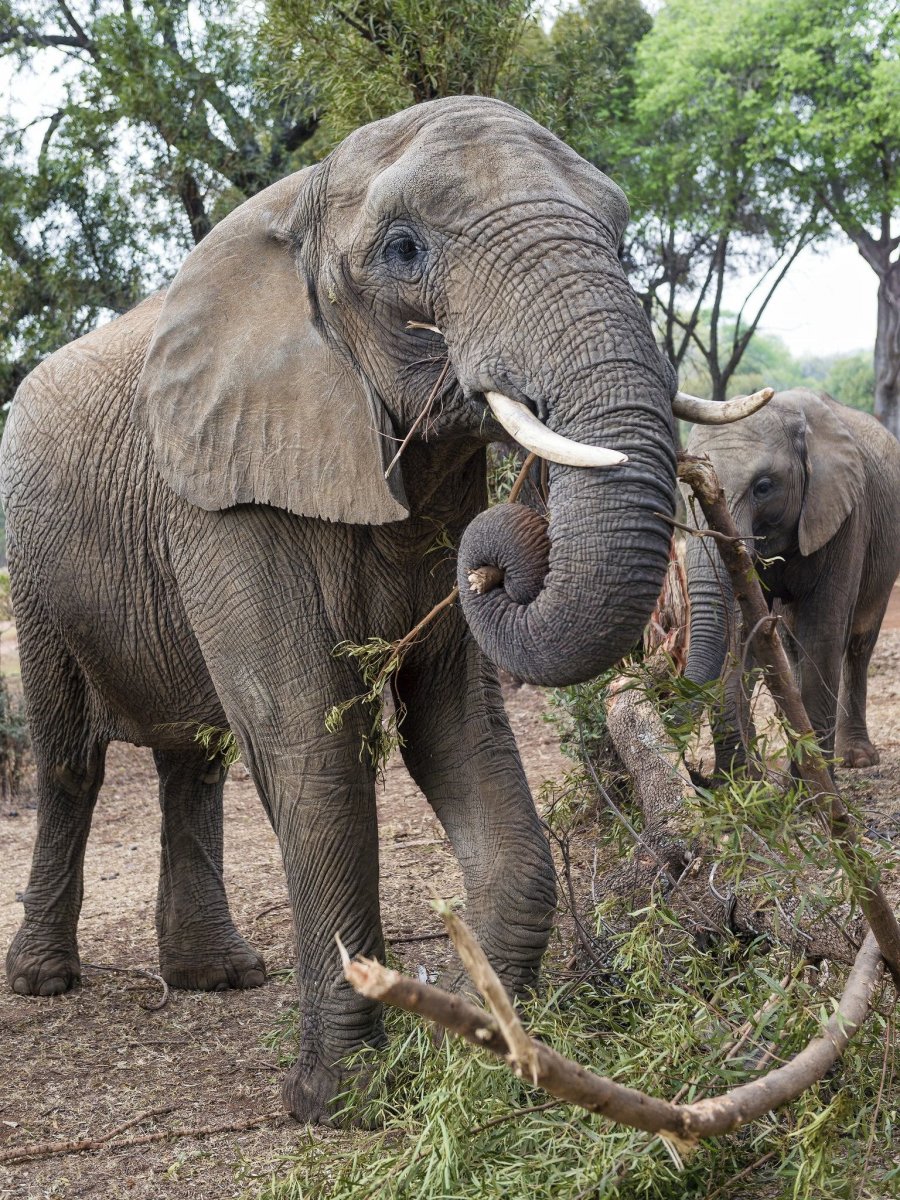 Маленький Слоник