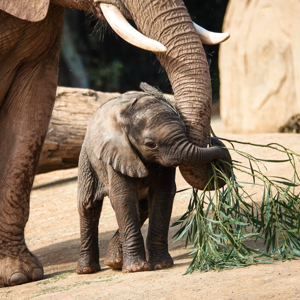 Слон домашний питомец