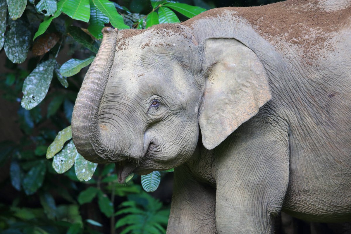 Endangered species 2021