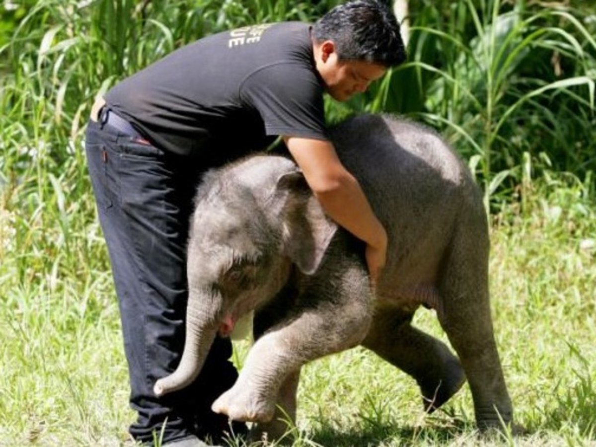 Маленький Слоненок
