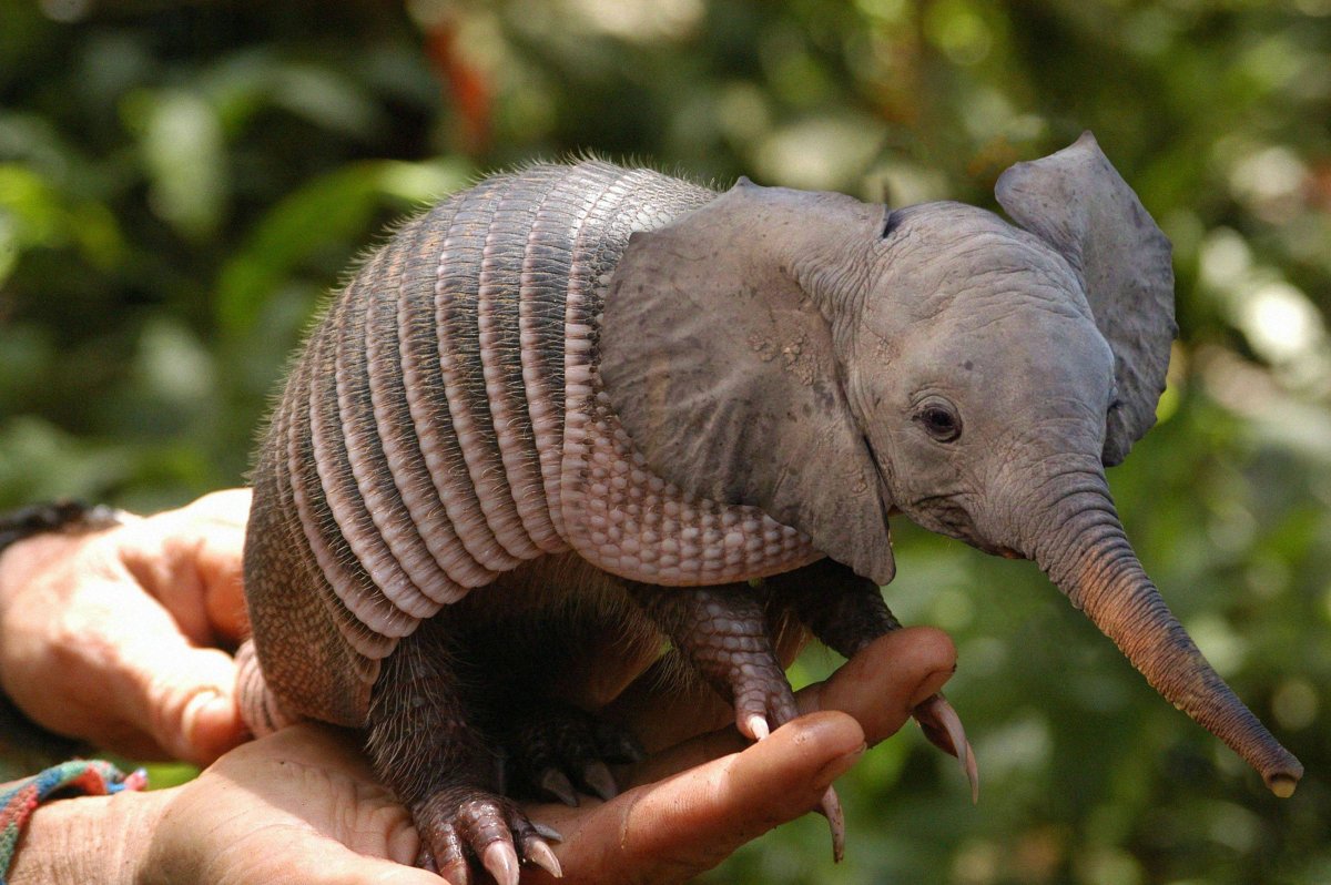 Слоник в цветах