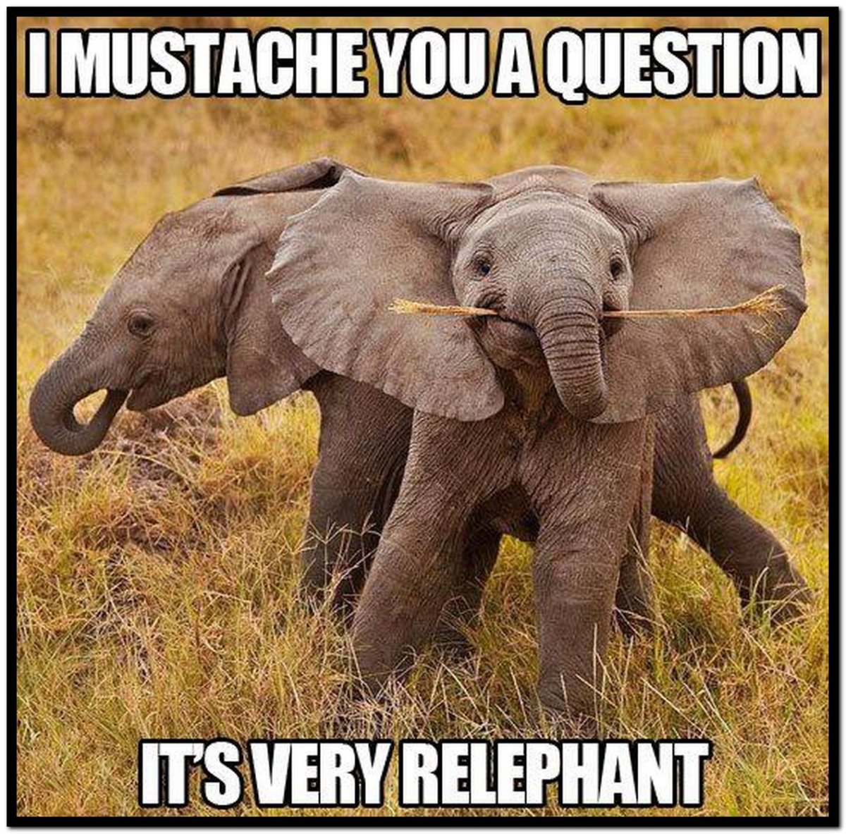 Слоники в природе