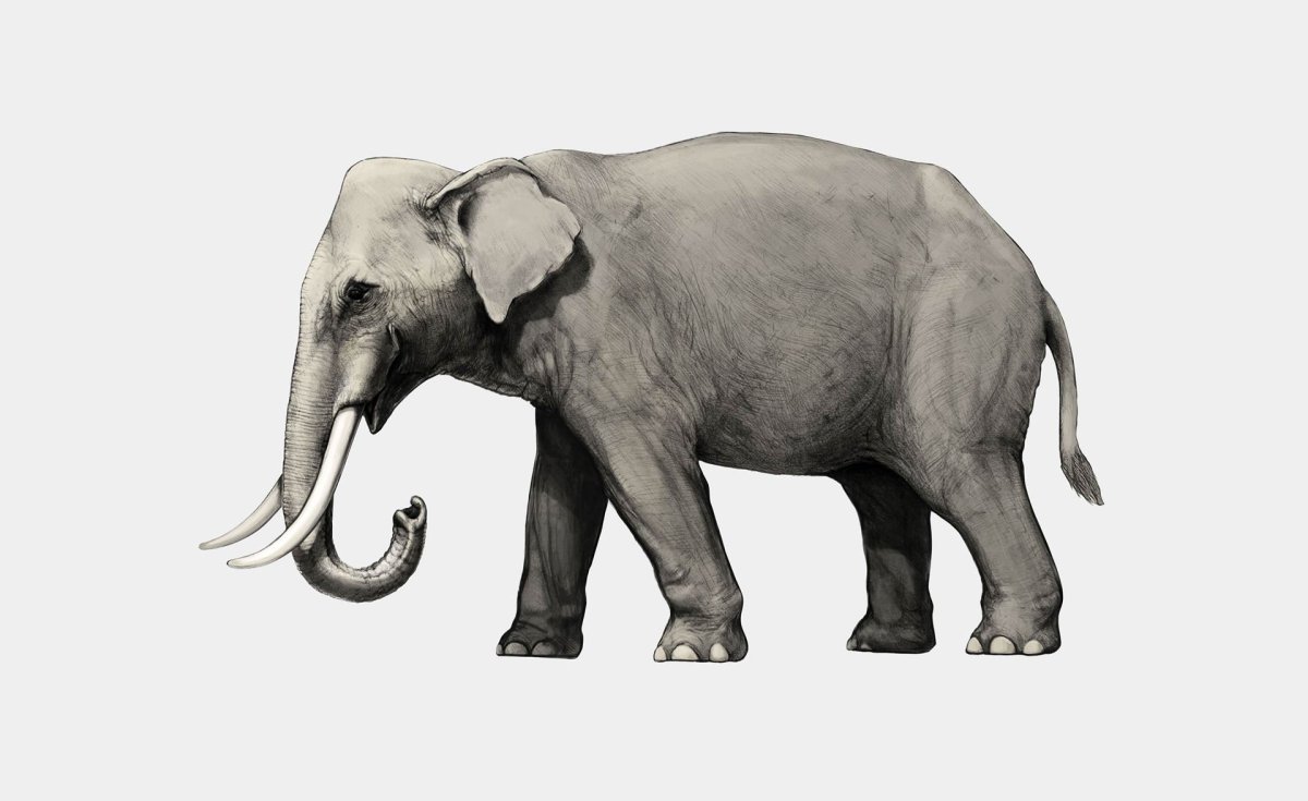 Сицилийский карликовый слон