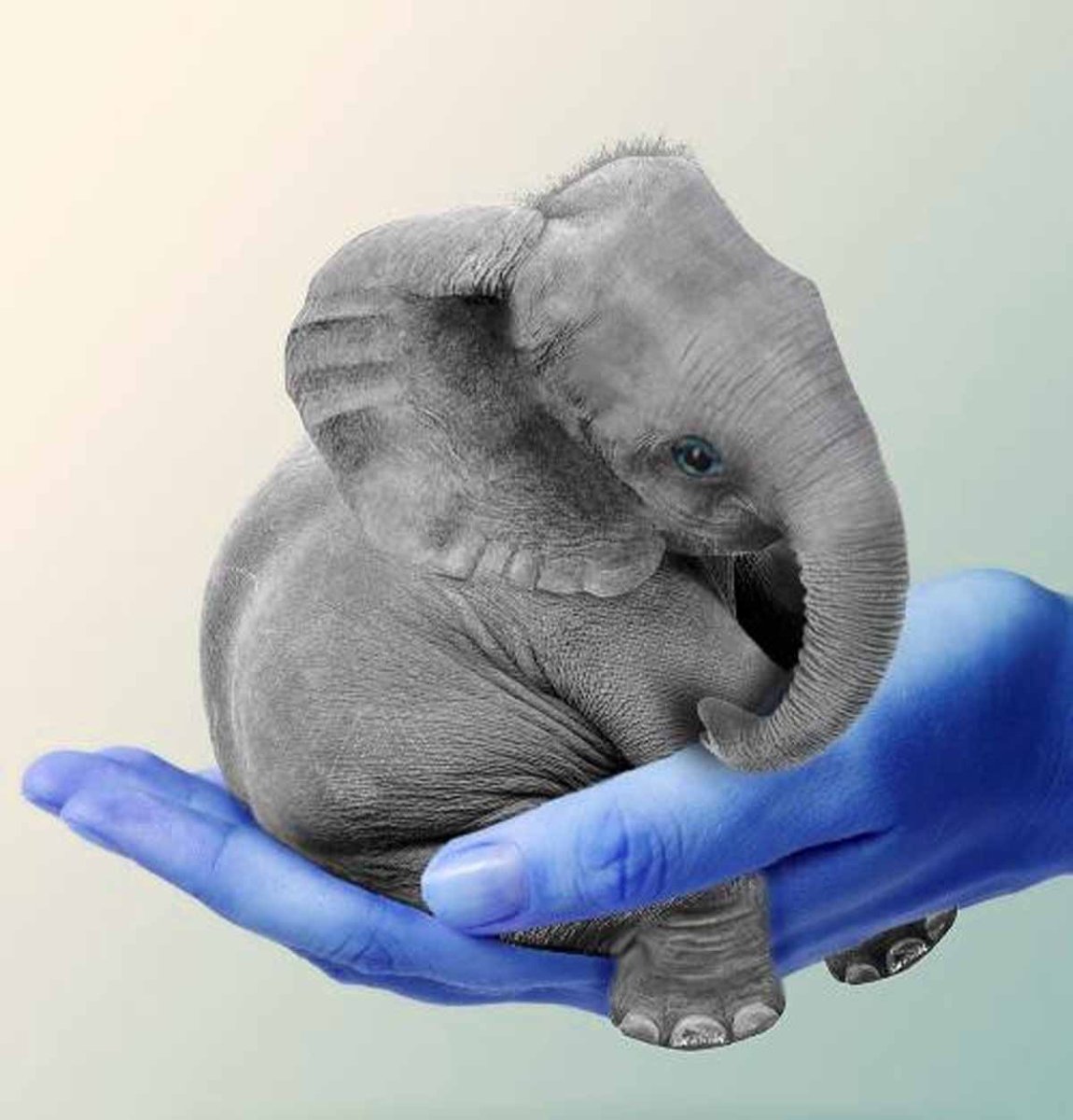 Добрые слоны