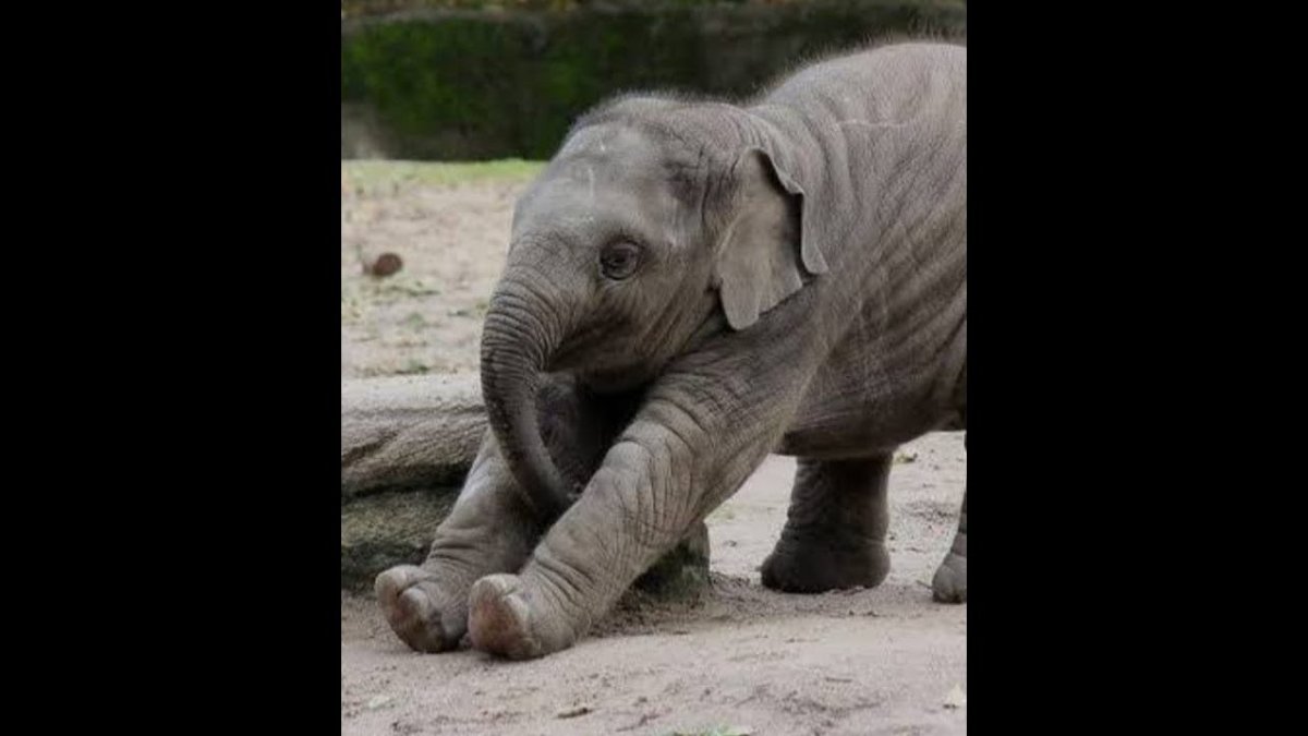 Слониха с детенышем