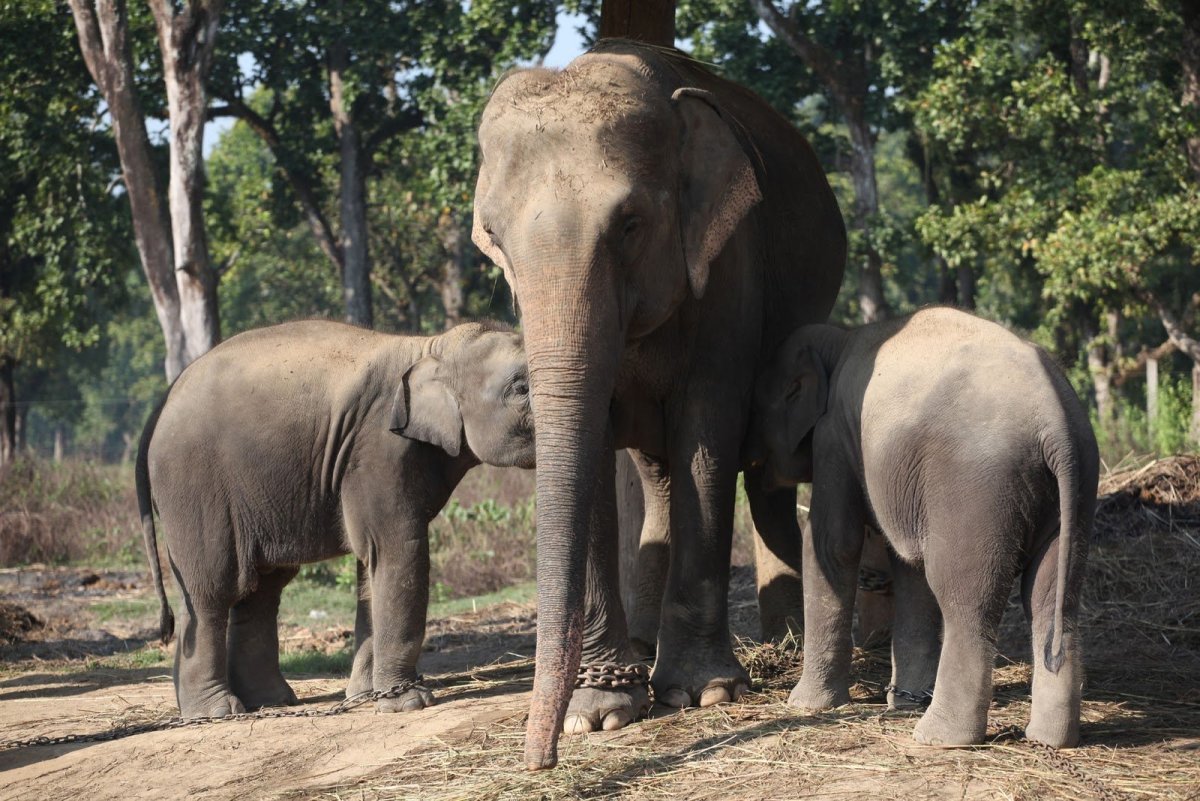 Карликовые слоны Борнео