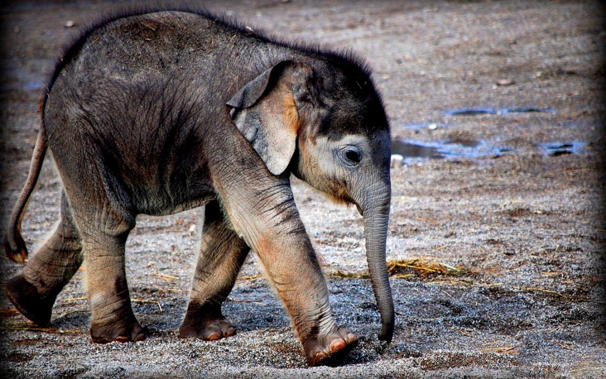 Слоники счастливые узкие высокие