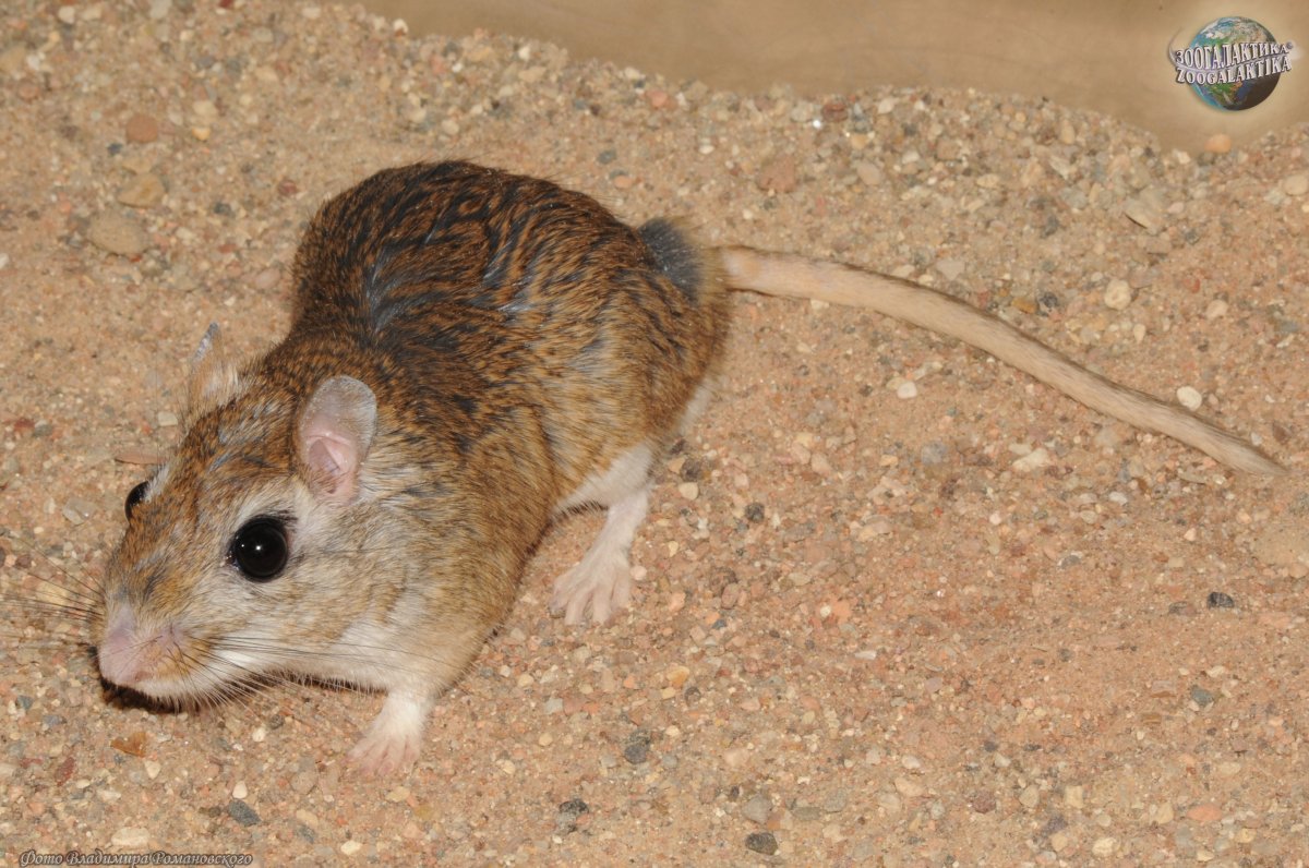 Гребенчуковая Песчанка