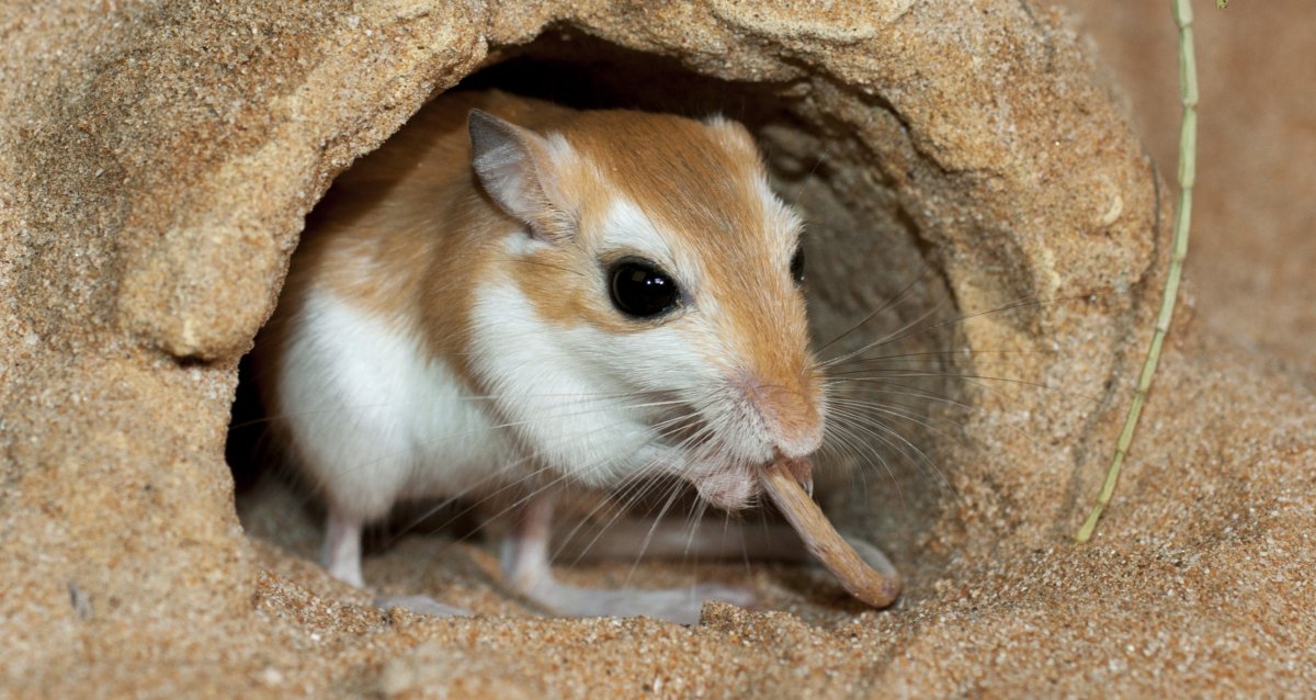 Карликовые песчанки