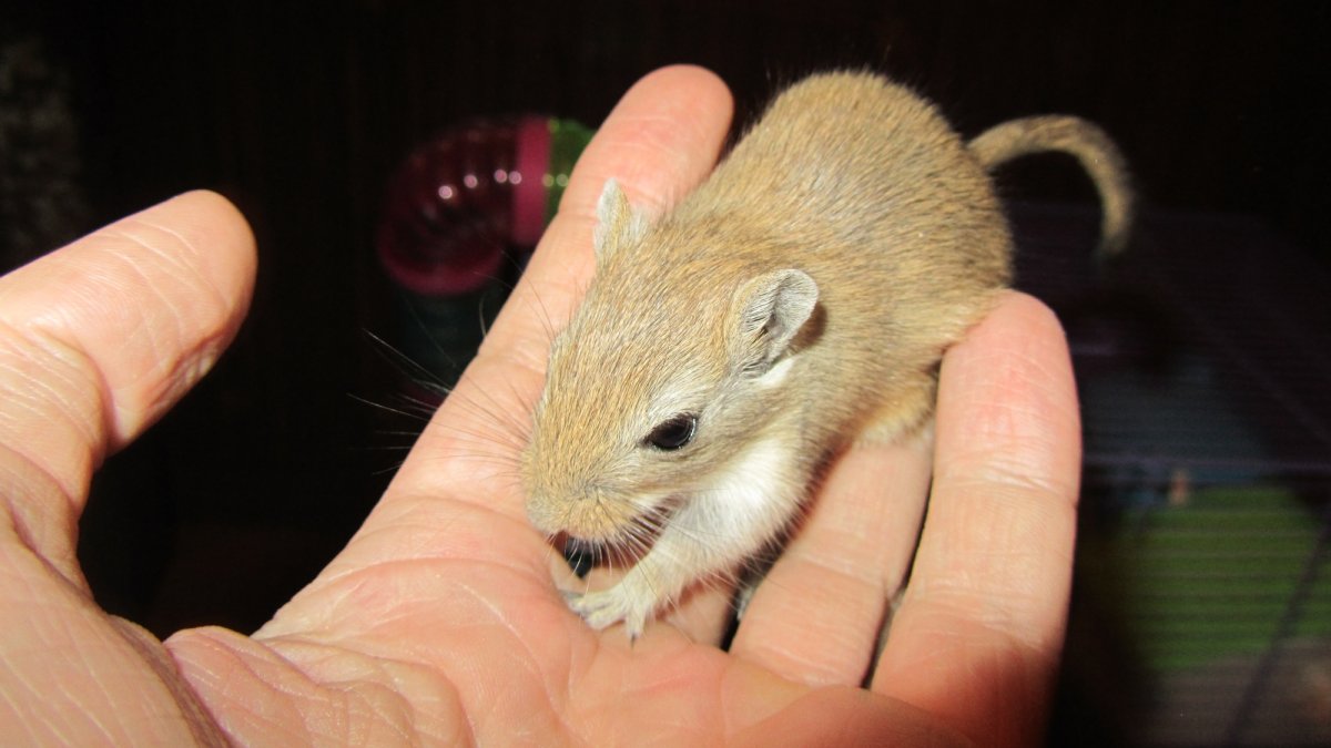 Тушканчик Песчанка