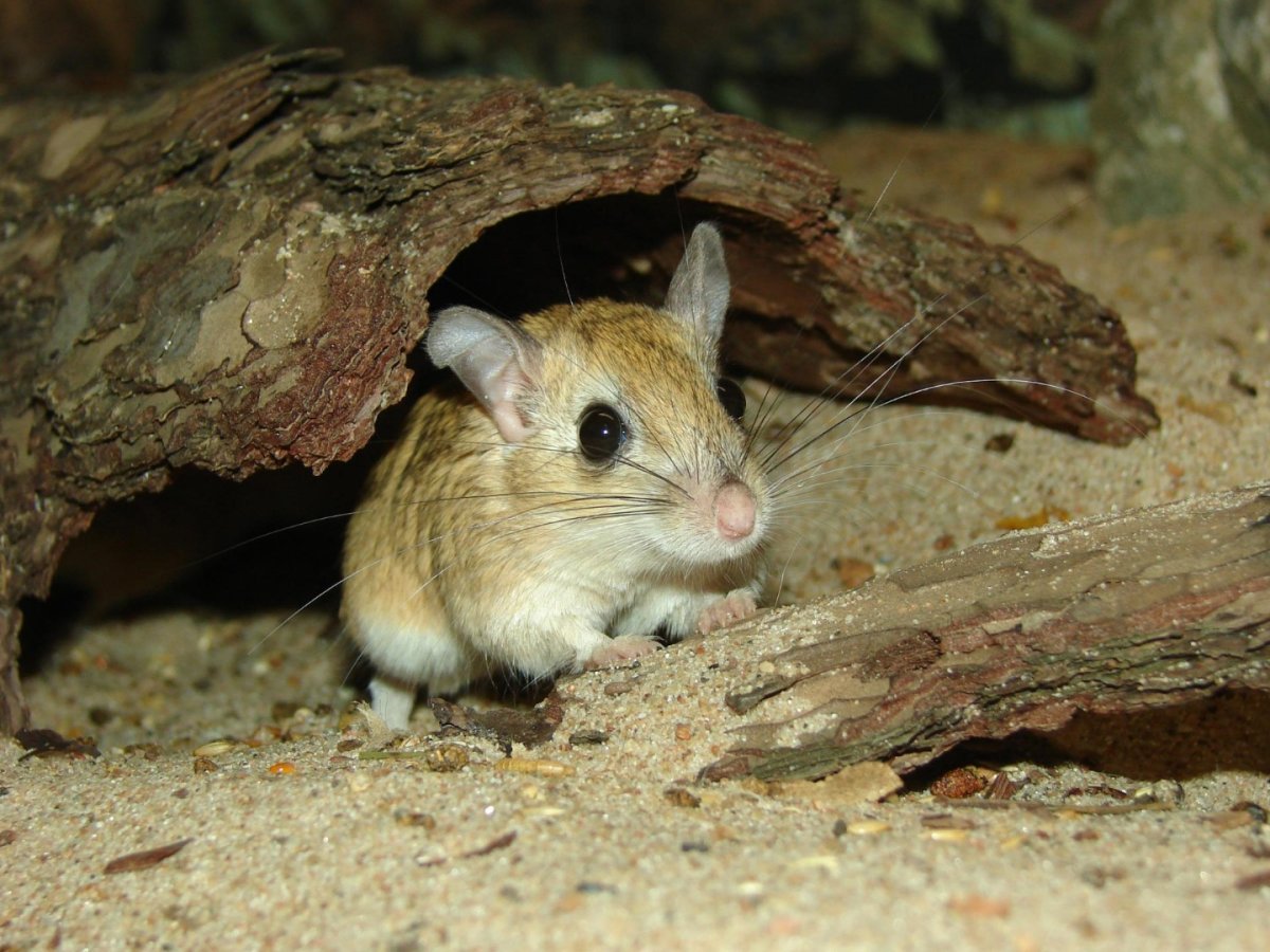 Джунгарский тушканчик