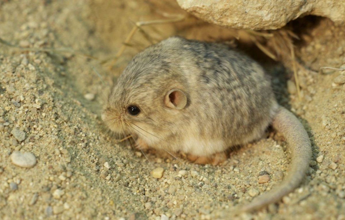 Карликовый жирнохвостый тушканчик