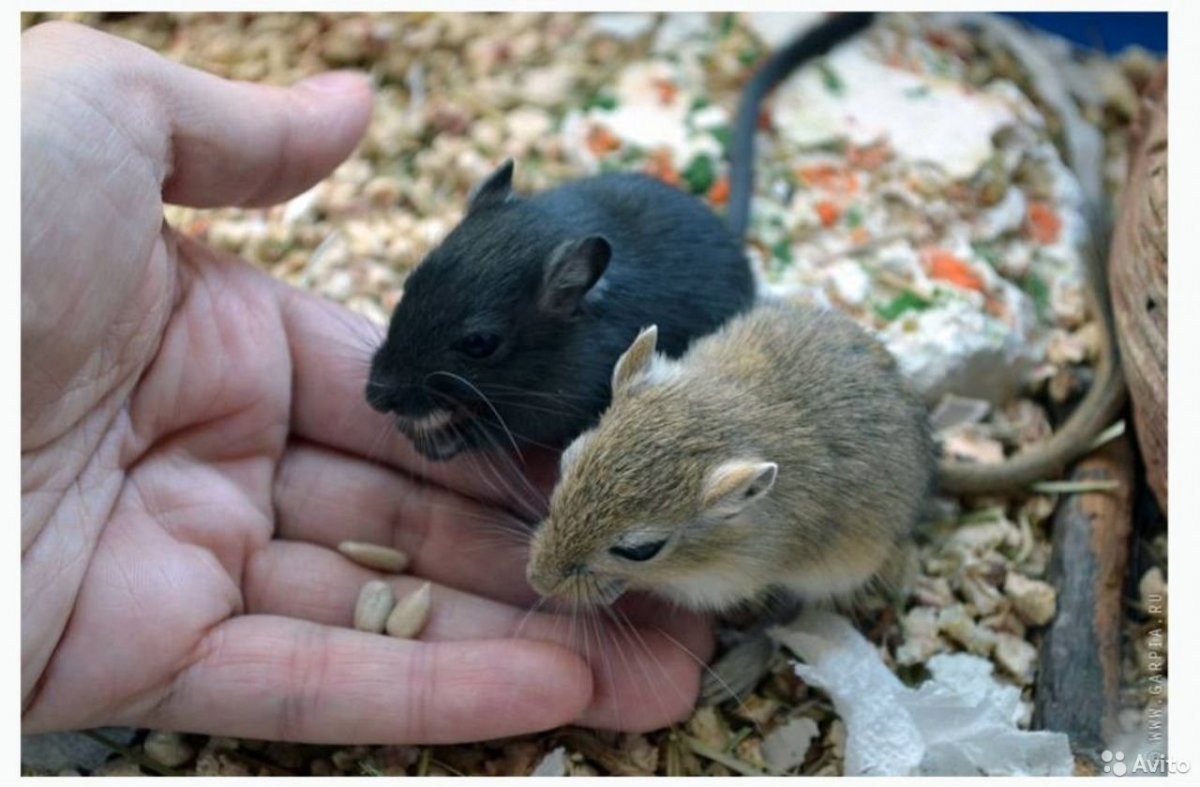 Мышь Песчанка