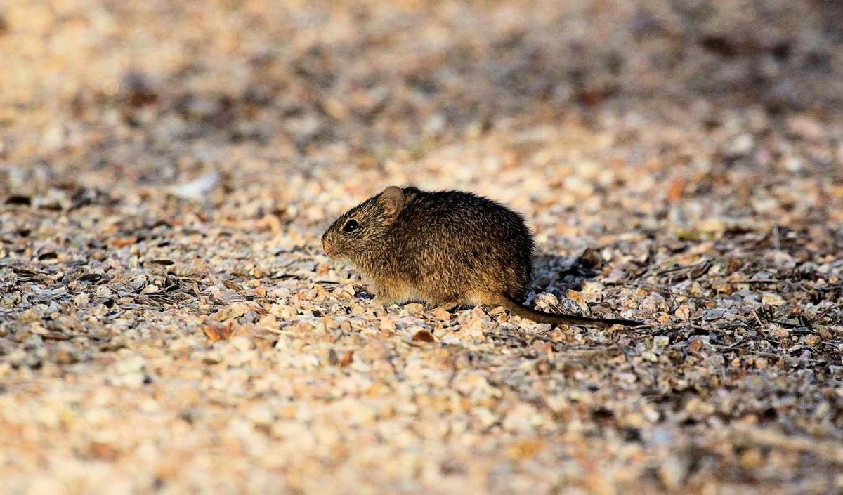 Монгольская полевка