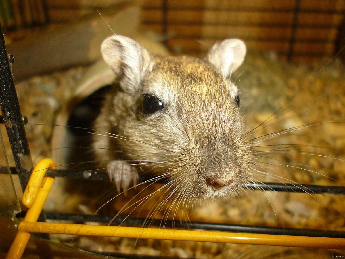 Клички для песчанок девочек