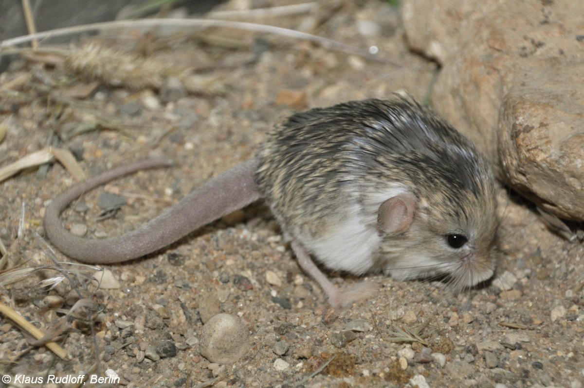 Карликовый жирнохвостый тушканчик