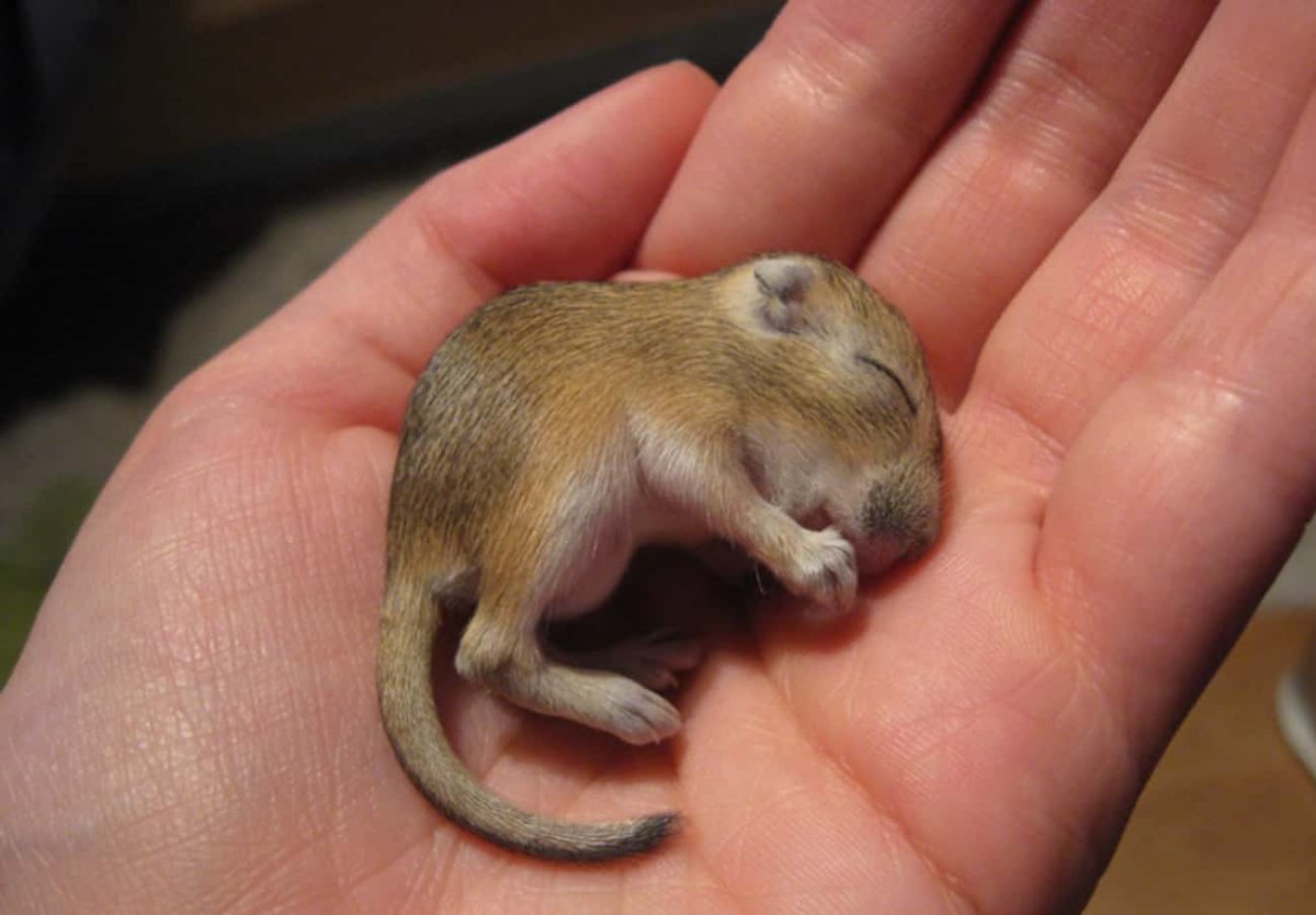 Тушканчик Песчанка