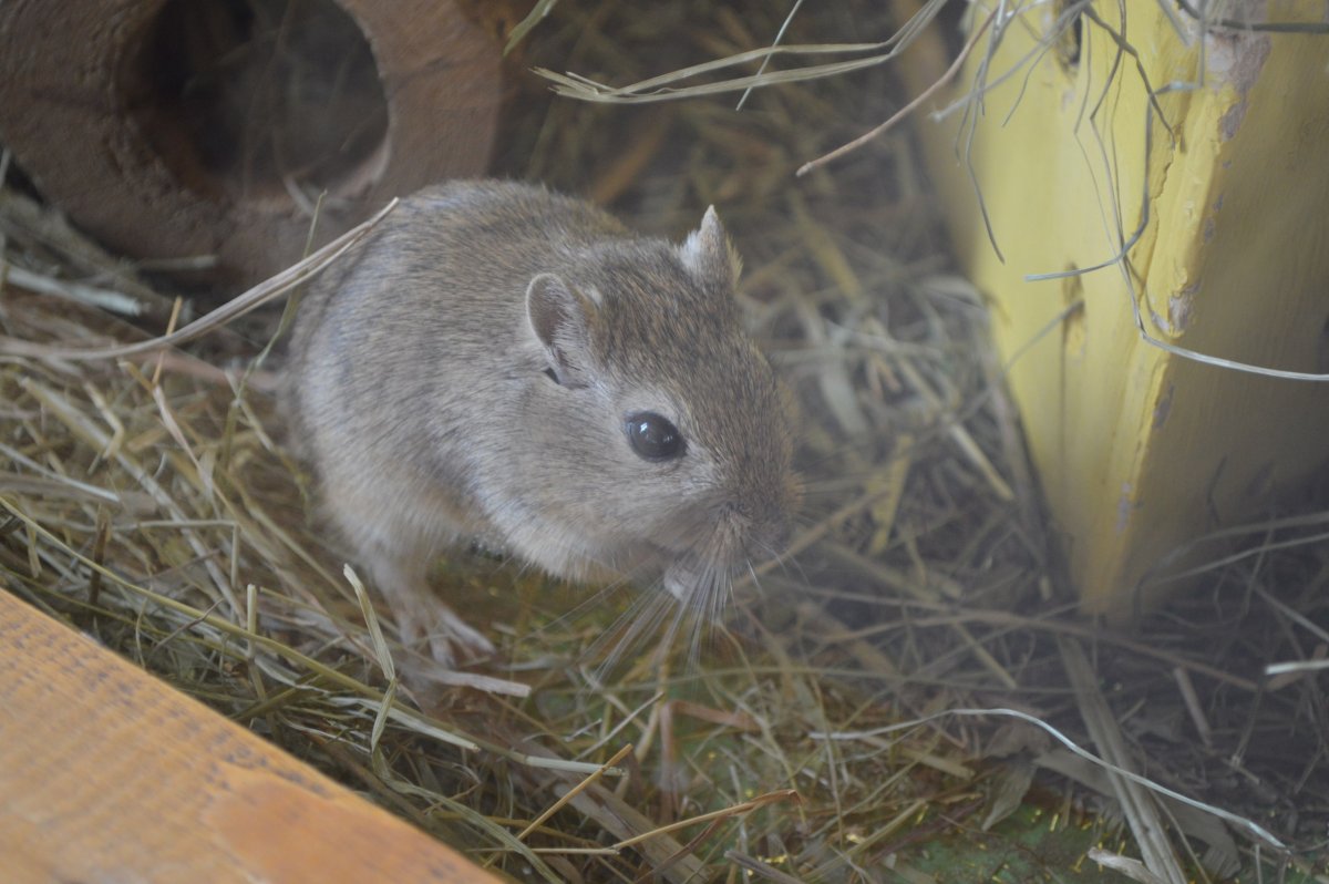 Тушканчик дегу
