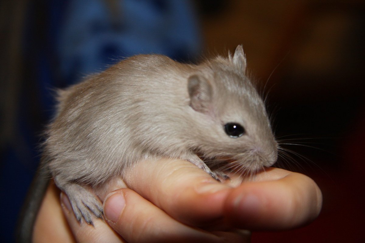 Песчанка бурмиз