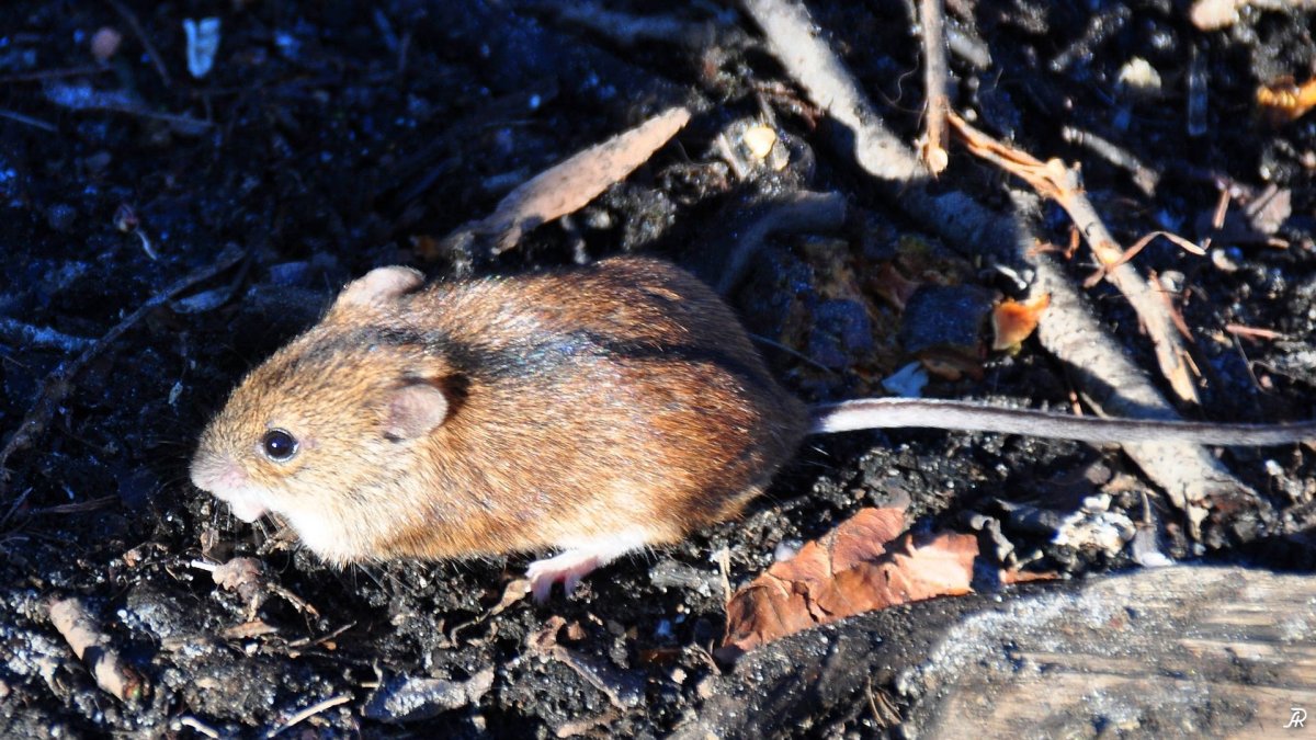 Лесная мышовка Sicista betulina Pallas