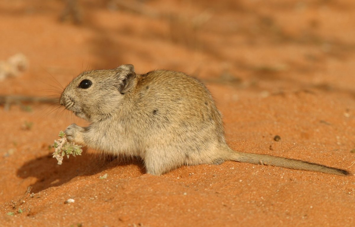 Карликовый трехпалый тушканчик