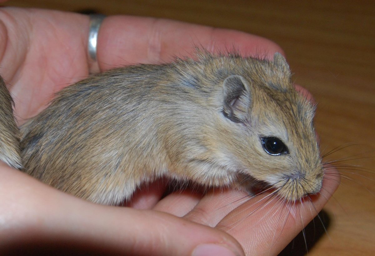 Короткоухая Песчанка