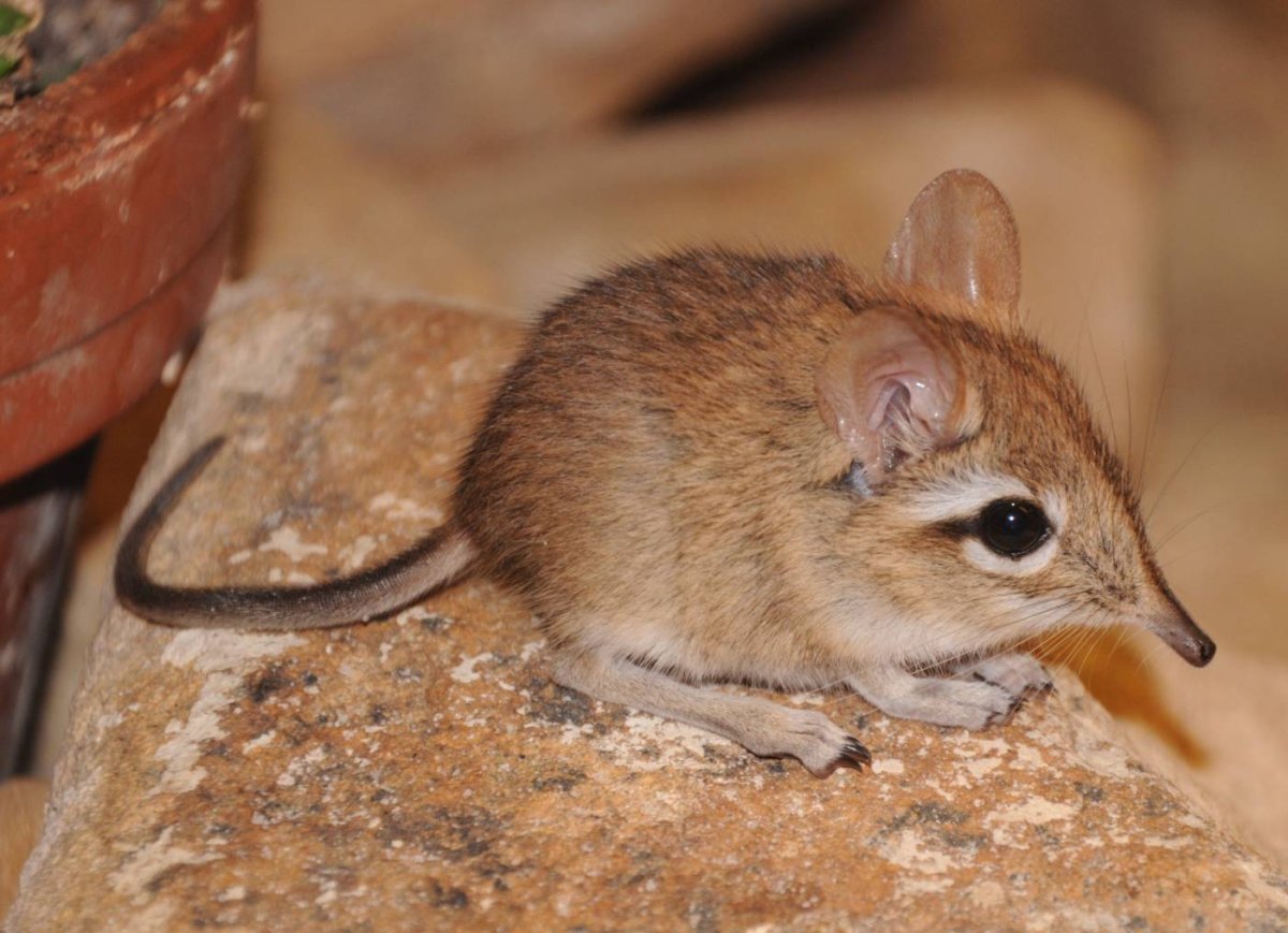 Длинноухий слоновый прыгунчик